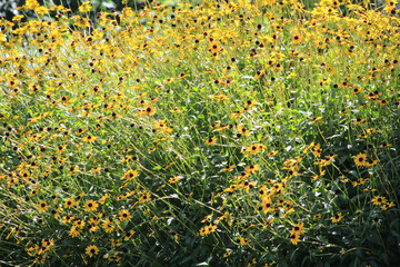 Yellow Flowers