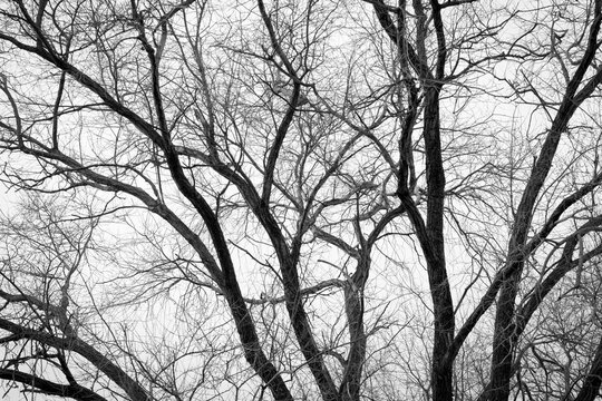Black and White Image of Bare Tree Branches