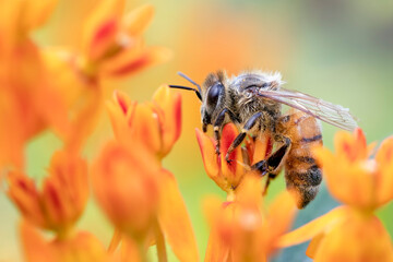 Close Up of a Honey Bee on the Orange Bloom of a Butterfly Weed