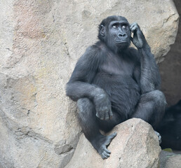 Gorilla with funny look of someone who is thinking