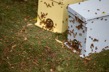 Honey bees going into a beekeeper's bait box