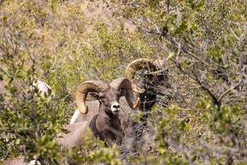 Bighorn Sheep in Waterton Autumn