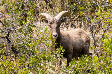 Bighorn Sheep in Waterton Autumn
