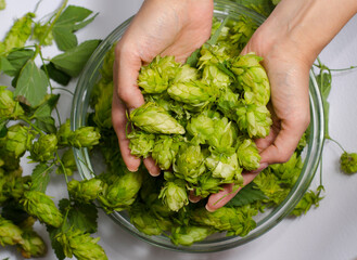 Female hands are holding large quantities of hops. Glass cup filled with green fresh hops on a white background. Ingredients for beer.