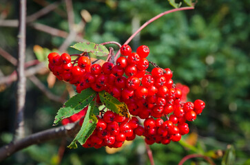 Mountain ash berries