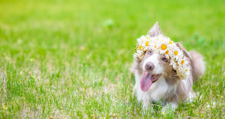 Border collie dog  with open mouth wearing wreath of daisies lies on green summer grass. Empty space for text