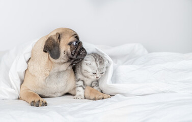 Playful Pug puppy kisses baby kitten under a warm blanket on a bed at home. Empty space for text