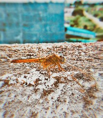 Caterpillar on roof