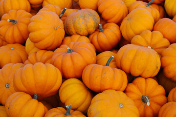 Grouping of small sweetie pie miniature pumpkins for sale on wooden cart at farmer's market outdoor display
