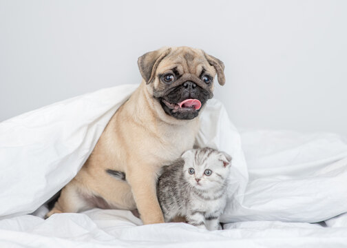 Pug puppy hugs baby kitten under a warm blanket on a bed at home