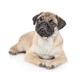 Pug puppy lies and looks away. isolated on white background