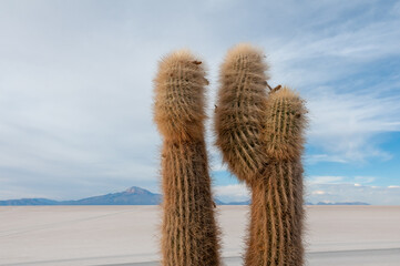 Cactus closeup in Isla Incahuasi, Bolivia. 