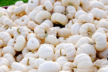 Large Wooden bin holding many small sized white pumpkin gourds for sale are fresh farmers market