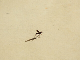 Close-up of a wasp preparing its wings to take flight. She appears to be doing a ballet step. The sunlight forms the insect's shadow on the cement floor.