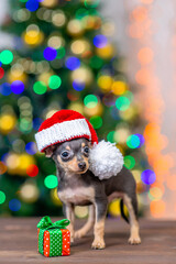 Funny tiny toy terrier puppy wearing a red santa hat with pompon stands with gift box on festive Christmas background. Empty space for text