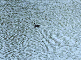 A small duck in the middle of a large lake. You can see the movement of water caused by the wind. Grey day.