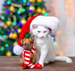 Fototapeta na wymiar Adult angora cat wearing a red santa hat sits with tiny toy terrier puppy who wearing a warm scarf