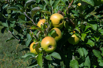 yellow-creen apples on a branch