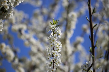 branch of a tree