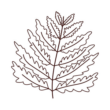 banch foliage autumn isolated design white background line style
