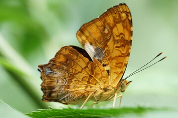 Butterfly(comma) sips sweet nectar