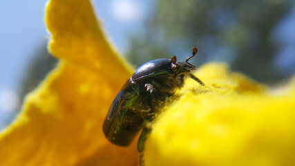 Green june beetle. Selective focusing on the beetle's head. Insects close-up.