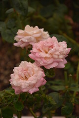 pink roses in a garden