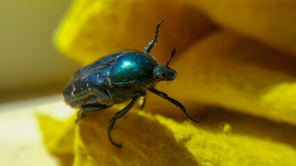 Green june beetle. Selective focusing on the beetle's head. Insects close-up.