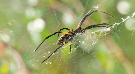 Writing Spider Creeps