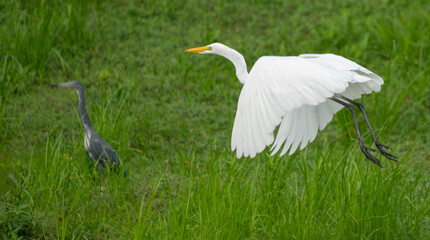 Low Level Egret