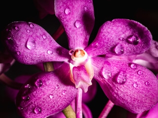 purple orchid in close up view