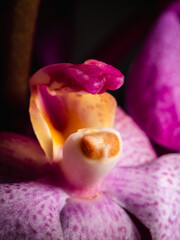 purple orchid in close up view
