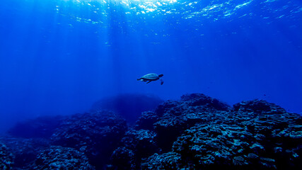 Fototapeta na wymiar 沖縄　ダイビング　okinawa diving