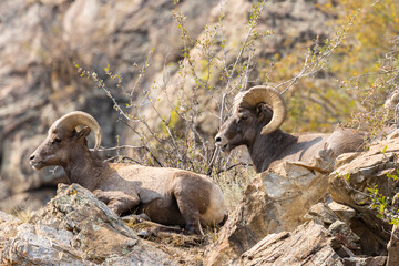 Bighorn Sheep in Waterton Autumn