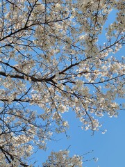 spring and cherry blossom