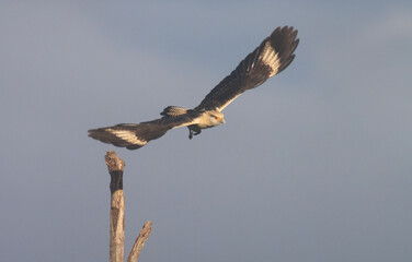 Hawk in Flight - Bird Watching in Costa Rica