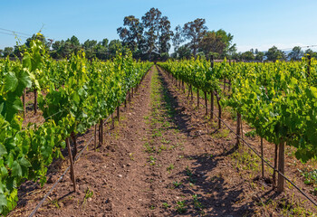 Fototapeta na wymiar Organic vineyard located in the Maipo valley in the area, Santiago de Chile, Chile.