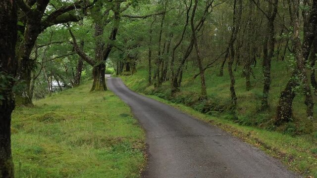 slow moving footage of a lonely road in a forest in the highlands of scotland in argyll