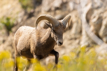 Bighorn Sheep in Waterton Autumn