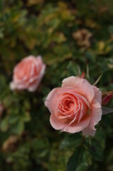 Obraz premium Light Pink Flower of Rose 'Peach Meillandina' in Full Bloom 