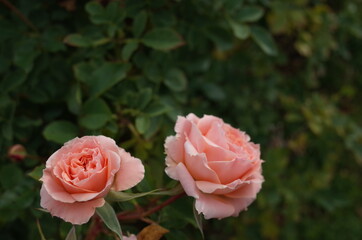Light Pink Flower of Rose 'Peach Meillandina' in Full Bloom
