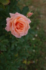 Light Pink Flower of Rose 'Peach Meillandina' in Full Bloom

