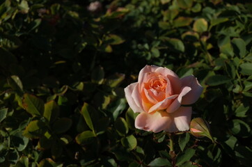 Light Pink Flower of Rose 'Peach Meillandina' in Full Bloom
