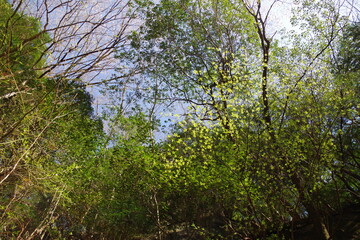 Plants and sky scenery of Mitarai Valley in Nara Prefecture, Japan