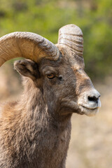 Bighorn Sheep in Waterton Autumn