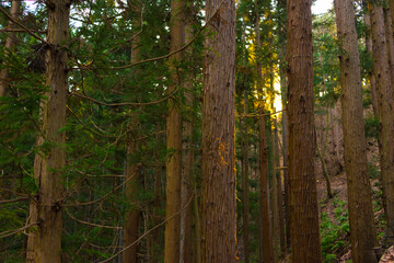 Naklejka premium A walk with pine tree view to Jigokudani Hot Spring Korakukan at Yamanouchi in Nagano, Japan.