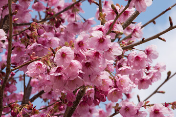 満開の桜