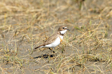 Female Double-banded Dotterel in Australasia