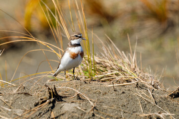 Female Double-banded Dotterel in Australasia