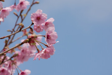 満開の桜